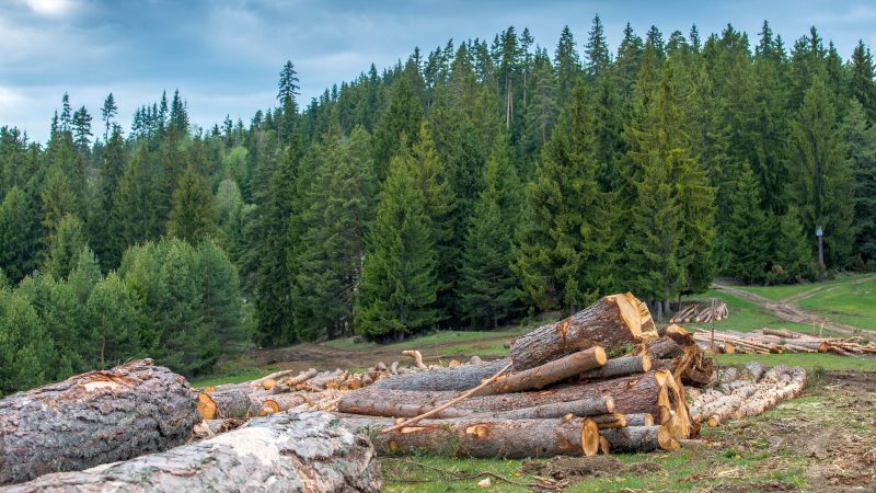 free online forestry courses